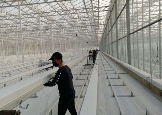 Массовая посадка теплицы Даман Венло стеклянная гальванизированного погружения томатов горячего