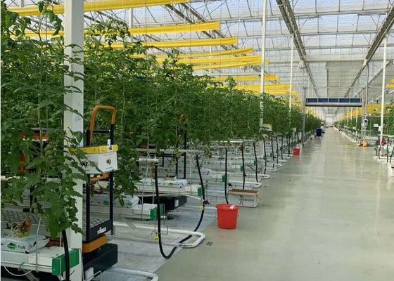 Массовая посадка теплицы Даман Венло стеклянная гальванизированного погружения томатов горячего