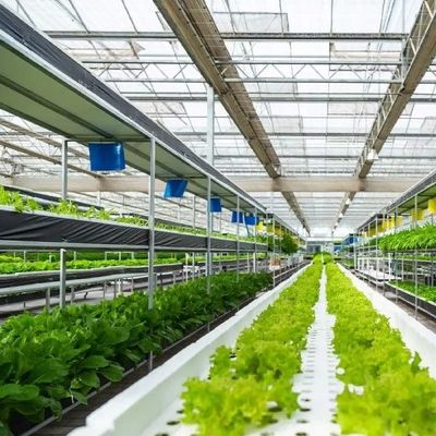 Парника культуры культивирования овоща засаживать Soilless стеклянного разнослоистый