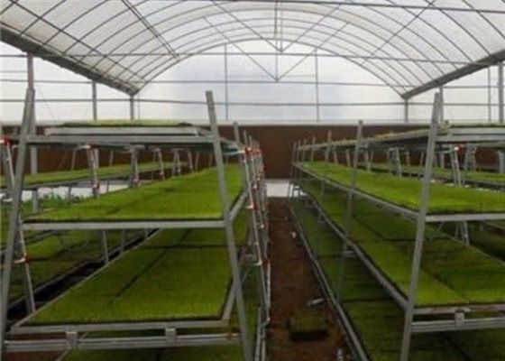 Изготовленное на заказ форменное стеклянное размножение кровати парника/питомника саженца/передвижной Seedbed