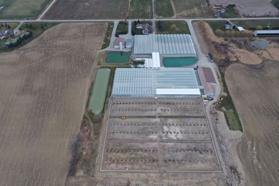 Теплица для осмотра достопримечательностей Вэньло - Крупномасштабная теплица для выращивания овощей