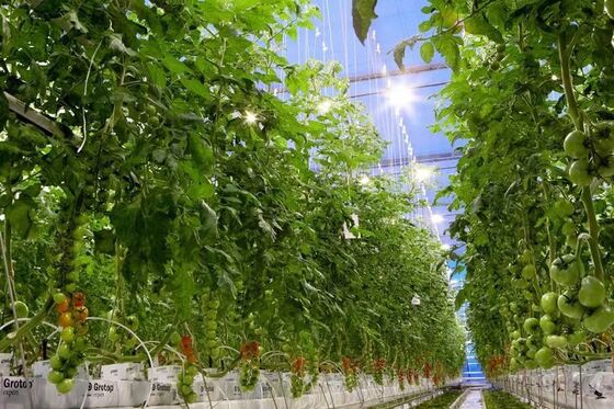 Теплица для осмотра достопримечательностей Вэньло - Крупномасштабная теплица для выращивания овощей