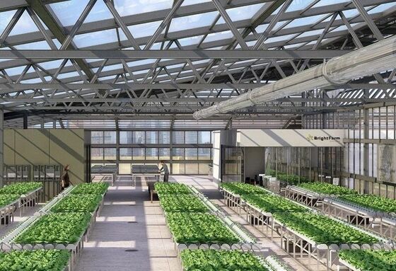 Теплица с полиэтиленовой пленкой с непрерывным протяжением для выращивания высококачественных цветов