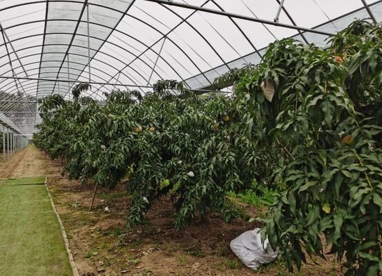 Туристическая стеклянная теплица Вэнлу - крупномасштабная теплица для выращивания фруктов