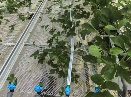 Теплица для выращивания фруктов, большая стеклянная теплица для осмотра достопримечательностей Woonloos